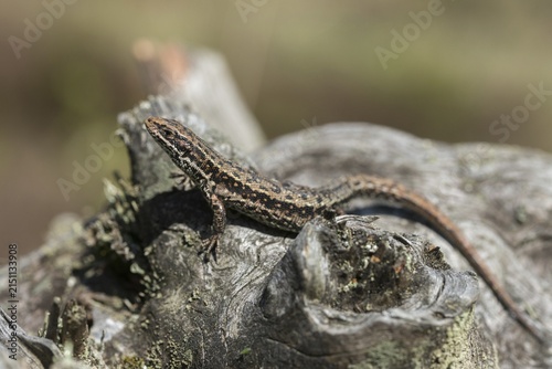 Mountain lizard, Lacerta vivipara, bog lizard, viviparous lizard, zootoca, common lizard, critters, lizards, lizards, reptiles