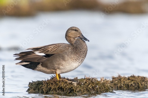 Anas Strepera, Gadwall, Mareca Strepera, Middle Duck, Schnatterente, Anatidae, Birds, Ducks, Ducks, Duckbirds, Waterbirds
