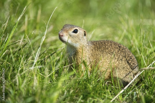 Citellus citellus, Czech Republic, European ground squirrel, common ground squirrel, rodents, rodentia, Czech Republic, mammals, rodents, mammals, ground squirrels
