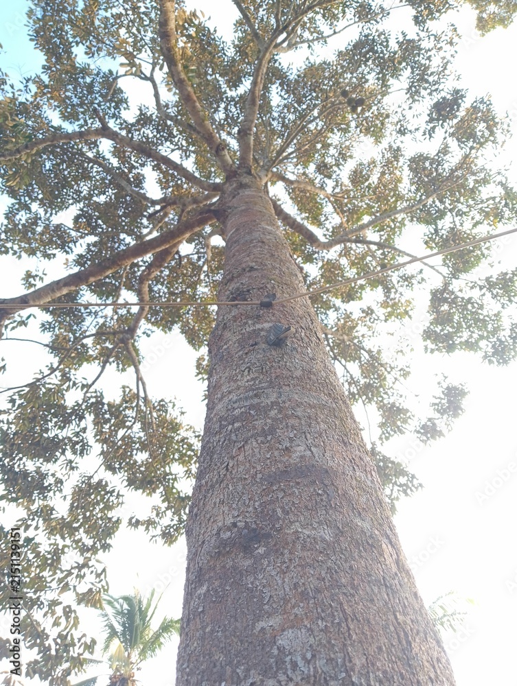 Fototapeta premium Majestic View Looking Up a Durian Tree Trunk.