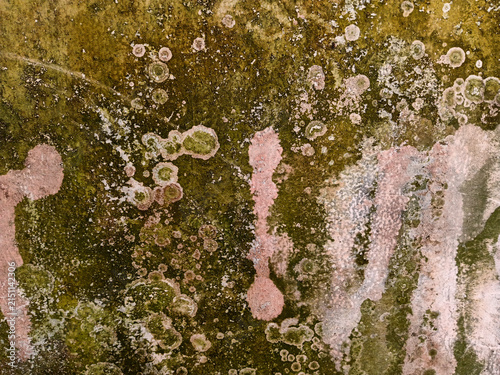 Abstract texture of old concrete wall covered with green moss and pink lichen crust