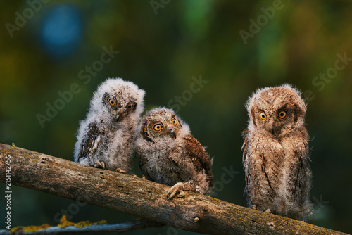 Portrait of three fluffy nestling Eurasian scops owls Otus scops perched on a tree branch in a forest. Close-up of a young wild owl chick in Wildlife habitat, featuring soft feathers, expressive eyes.