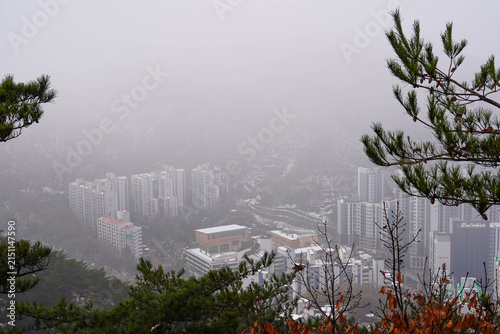 Misty city view through pine tree branches