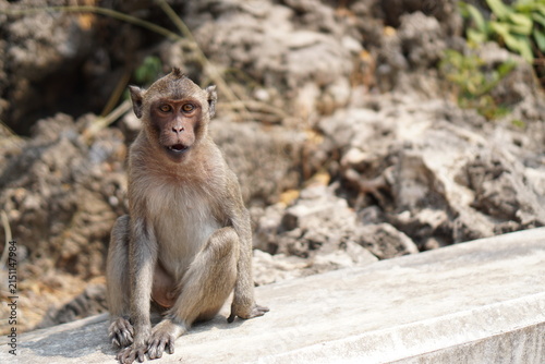 Картината върху платно Monkey sitting on rocky ground outdoors