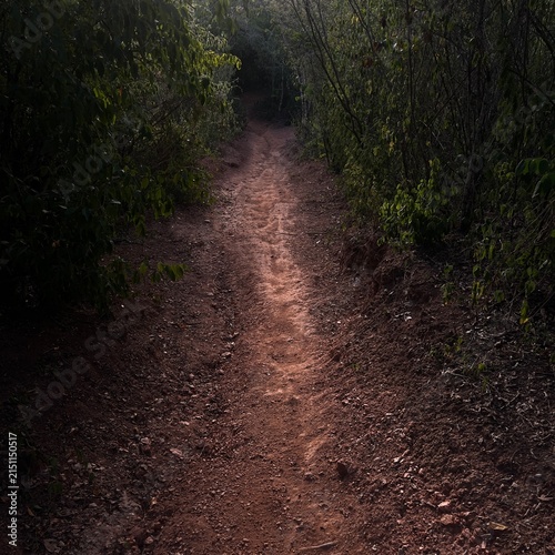 Narrow dirt trail through dark dense forest undergrowth