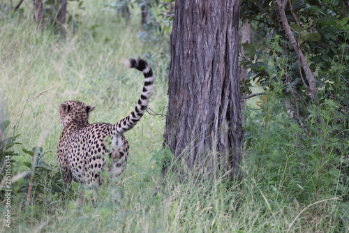 The cheetah (Acinonyx jubatus jubatus) is a species of large feline and the only living member of the genus Acinonyx. This photo was taken in Kruger National Park, South Africa.
