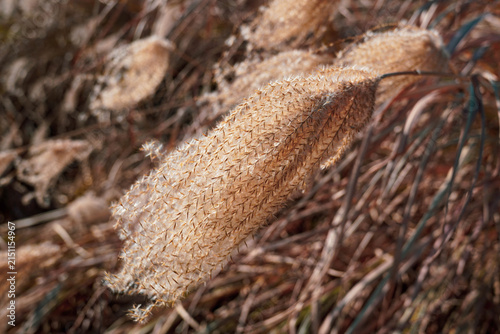 Silver Grass Field At Haneul Park Seoul