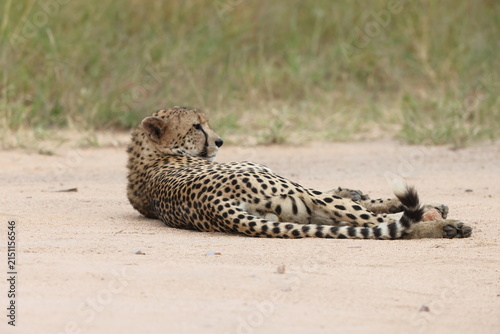 The cheetah (Acinonyx jubatus jubatus) is a species of large feline and the only living member of the genus Acinonyx. This photo was taken in Kruger National Park, South Africa.
