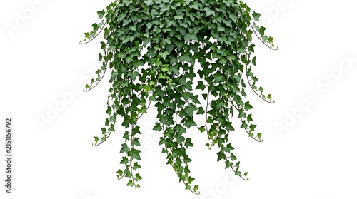 Lush Green Hanging Ivy Plant Isolated on White Background.