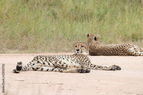 The cheetah (Acinonyx jubatus jubatus) is a species of large feline and the only living member of the genus Acinonyx. This photo was taken in Kruger National Park, South Africa.