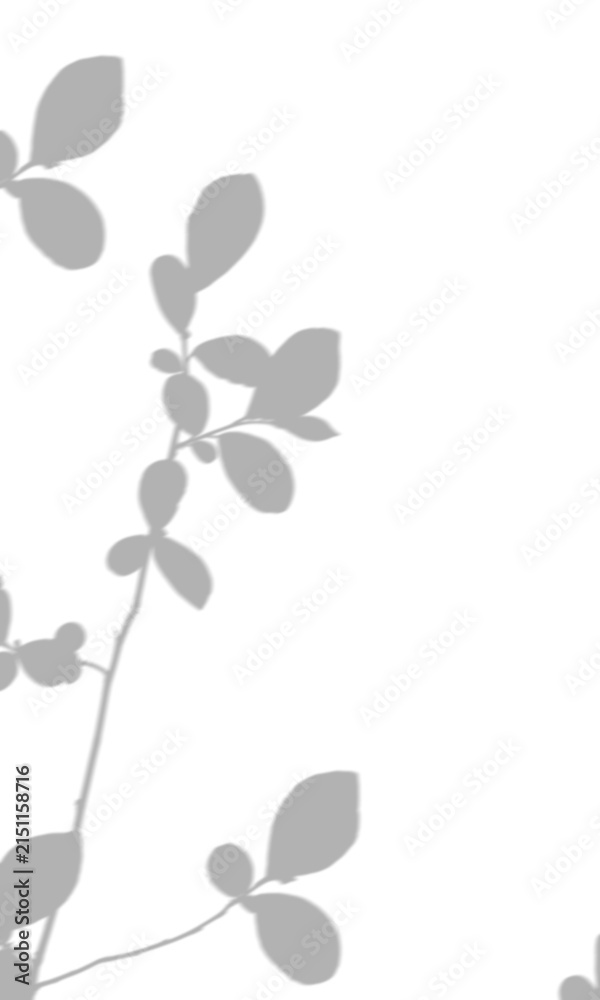 Obraz premium Shadow of a leafy branch on a white wall, overlay for design isolated on transparent background