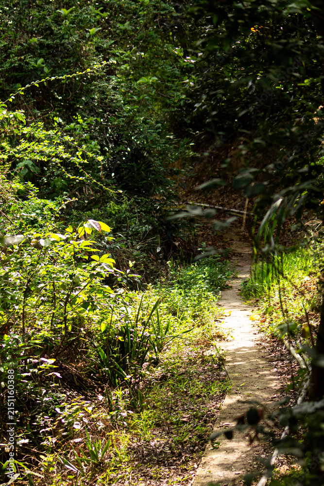 Obraz premium Path through green plants in a forest during daylight