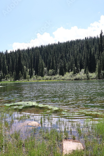 Mountain Lake and Dense Schrenk Spruce Forest in the Tien Shan Mountains of Kyrgyzstan