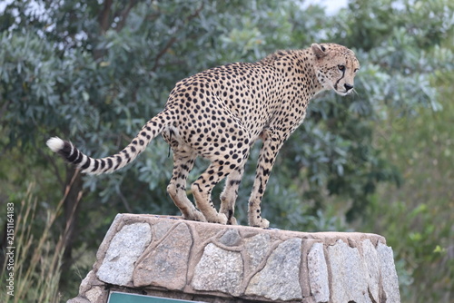 The cheetah (Acinonyx jubatus jubatus) is a species of large feline and the only living member of the genus Acinonyx. This photo was taken in Kruger National Park, South Africa.