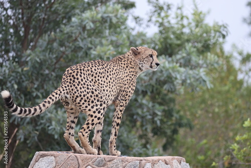 The cheetah (Acinonyx jubatus jubatus) is a species of large feline and the only living member of the genus Acinonyx. This photo was taken in Kruger National Park, South Africa.