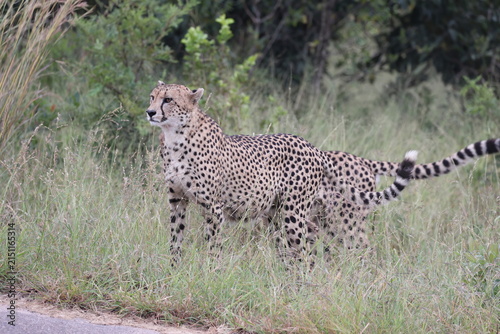 The cheetah (Acinonyx jubatus jubatus) is a species of large feline and the only living member of the genus Acinonyx. This photo was taken in Kruger National Park, South Africa.