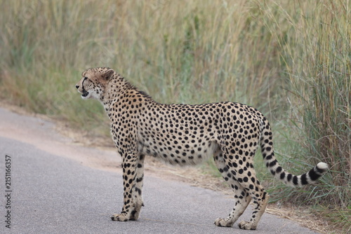 The cheetah (Acinonyx jubatus jubatus) is a species of large feline and the only living member of the genus Acinonyx. This photo was taken in Kruger National Park, South Africa.