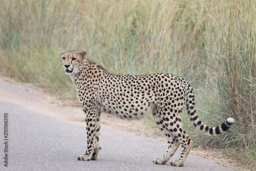 The cheetah (Acinonyx jubatus jubatus) is a species of large feline and the only living member of the genus Acinonyx. This photo was taken in Kruger National Park, South Africa.