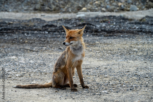 Photography red fox in the wild