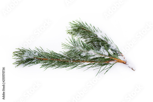 Snow Covered Pine Branch on White Winter Background