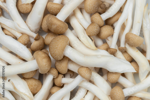 Pile of fresh shimeji mushrooms. Top view