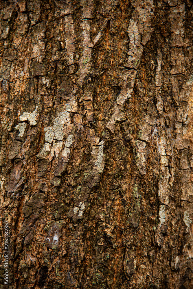 Naklejka premium Close view of rough tree bark showing texture and details in a forest setting during daylight