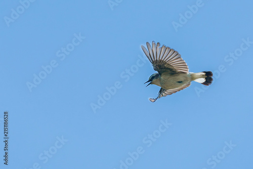 Canvastavla Northern Wheatear (Oenanthe oenanthe)