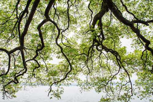 Fotografie Spring Scenery of West Lake, Hangzhou, Zhejiang, China