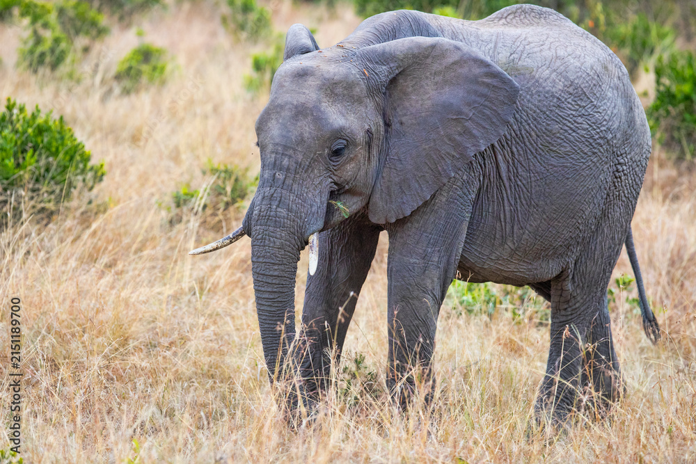 Obraz premium Elephants of the Mara. Elephants walking on the plains of the Masai Mara National Reserve, Kenya