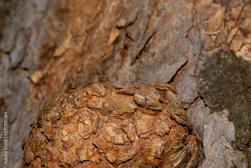 Macro view of a tree burl and rough bark texture, ideal for backgrounds, woodcraft and nature projects.