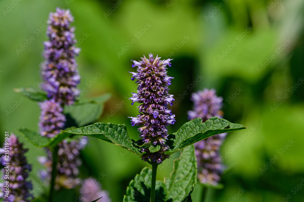 Fototapeta premium Anise hyssop is a perennial plant in the mint family and is lavender in color. It is native to northern North America and is tolerant of deer and drought and is visited by many pollinators. 