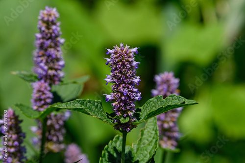 Anise hyssop is a perennial plant in the mint family and is lavender in color. It is native to northern North America and is tolerant of deer and drought and is visited by many pollinators. 