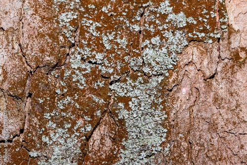 Macro photo of weathered tree bark covered in pale green lichen, showcasing n...