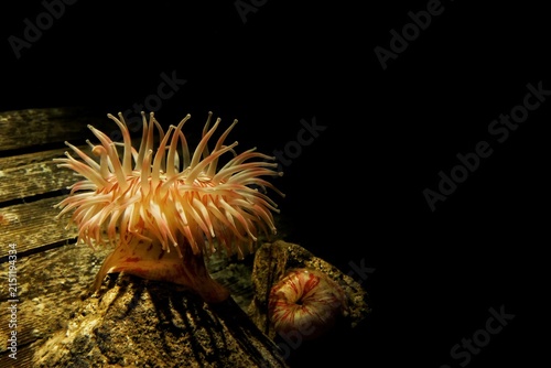 Obraz na plátně Sea anemone attached to wooden structure on black background