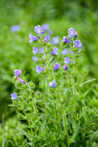 Fotografía Close-up of Blooming Viper‘s Bugloss in a Spring Park