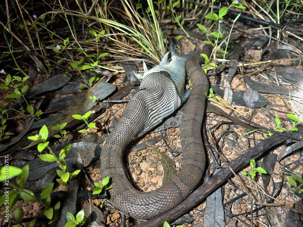 Fototapeta premium Homalopsis buccata is a snake that feeds on fish.