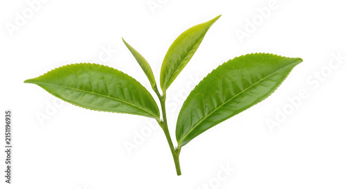 Fresh green tea leaves growing on a small twig isolated on a simple surface isolated on transparent background