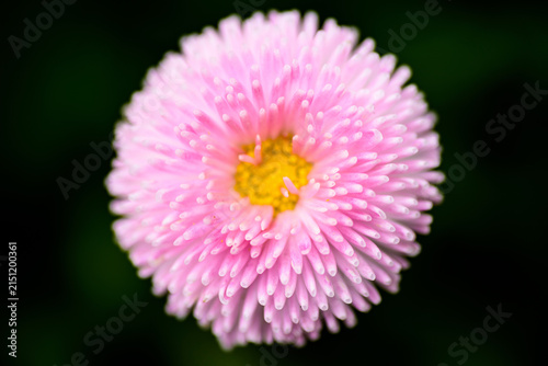 Fotografía Macro Close-up of a Pink Daisy in a Spring Park