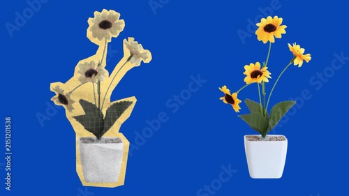Potted Sunflower Paper Cutout Animation with Paper Tear Opening on Blue Screen