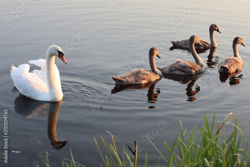 swans on the lake