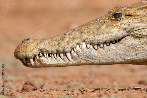 Фотография Crocodiles of the Mara