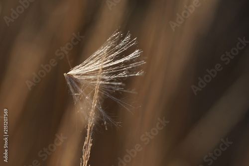 Bild auf Leinwand Flugschirm einer Distel