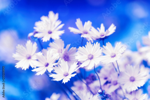 Nature background with spring flowers. Selective and soft focus. Close up.