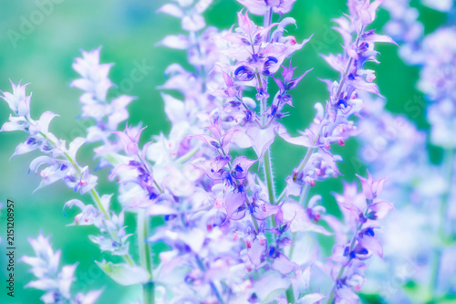 Nature background with spring flowers. Selective and soft focus. Close up.