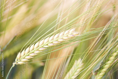 Closeup of cereal grain. Plant background.