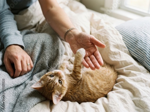 Adorable Cat Giving Its Paw To An Owner, Showcasing A Loving And Playful Bond.