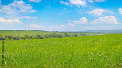 Fotografía Green agricultural field under a blue cloudy sky in summer