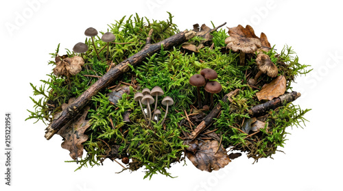 Quadro su tela Tiny mushrooms sprout from mossy forest floor with fallen leaves and twigs