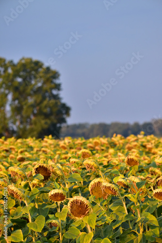 sunflower field at summer morning