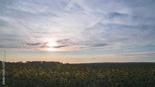 Idyllic sunset over sunflower field
